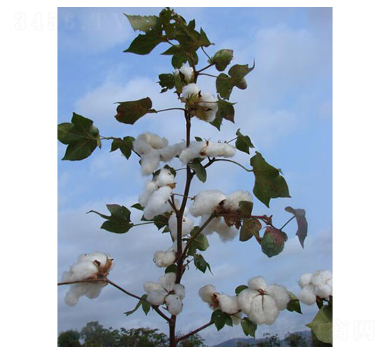 新陸中79號(hào)-棉花種子-九圣禾種業(yè)