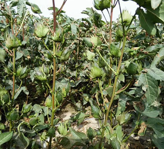 新海56號(hào)-棉花種子-九圣禾種業(yè)