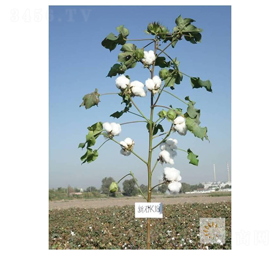新石K18-棉花種子-九圣禾種業(yè)