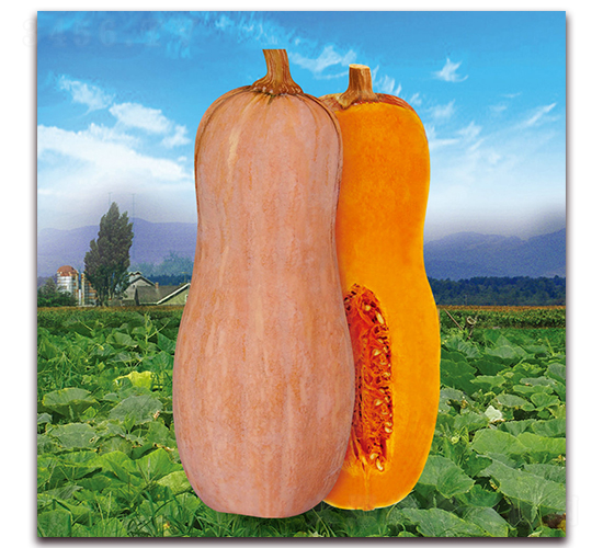 ���S�۱��Ϲϣ�1113��-�ϹϷN��-�����r(n��ng)