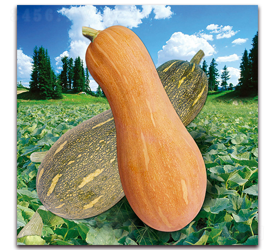 ���r(n��ng)8̖(h��o)�Ϲϣ�888��-�ϹϷN��-�����r(n��ng)