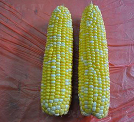 ��������̖-��Ŵ���׷N��-�����S��