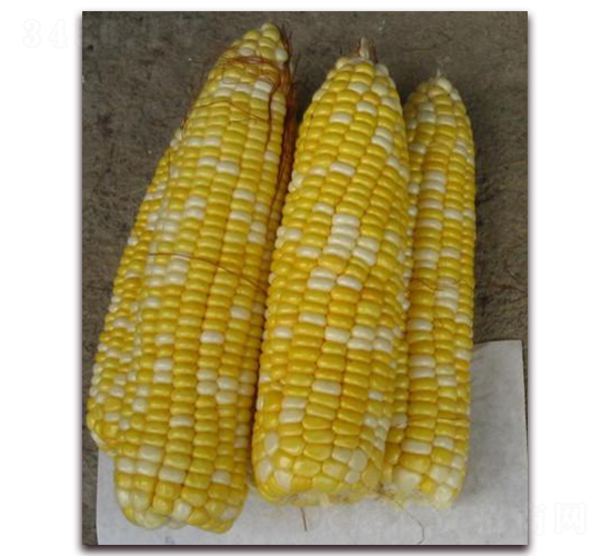 ������һ̖(h��o)-��Ŵ���׷N��-�����S��