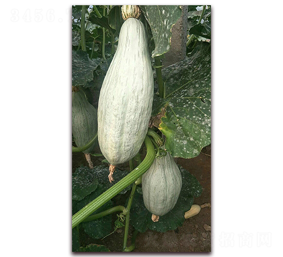 �F���Ϲ�-�ϹϷN��-�����S��