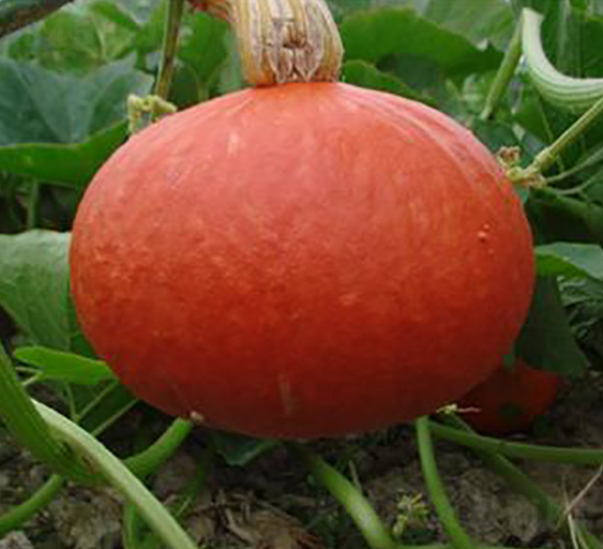 紅大二號(hào)-南瓜種子-金秋豐年