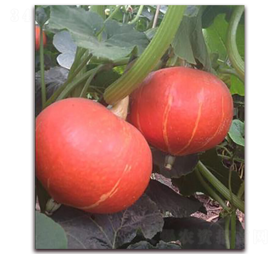 紅南三號-南瓜種子-金秋豐年