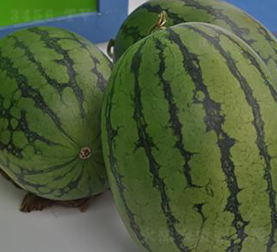 嘉玲-西瓜種子-金秋豐年