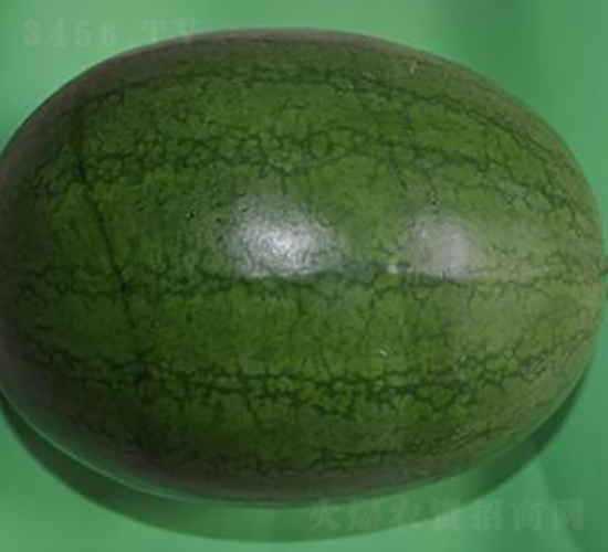 新優(yōu)小玲-西瓜種子-金秋豐年