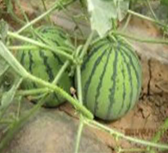 玉仙-西瓜種子-金秋豐年