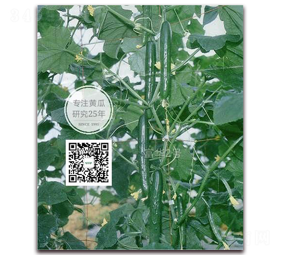 ���A��̖-�S�ϷN��-�¸ɾ�