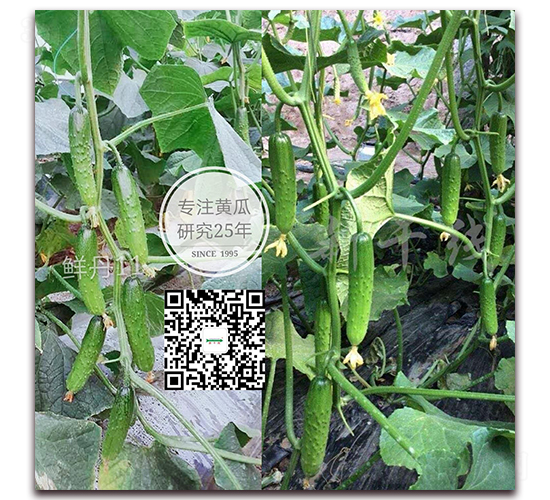 �r��ʮһ̖(h��o)-�S�ϷN��-�¸ɾ�