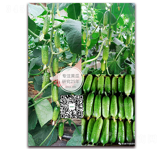 �r��-�S�ϷN��-�¸ɾ�