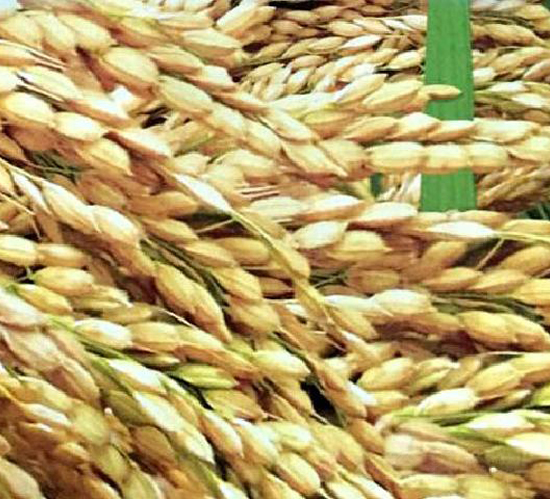 �r(n��ng)��15̖-ˮ���N��-���ƷN�I(y��)