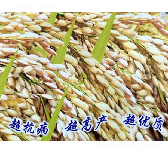 ��T12̖-ˮ���N��-���ƷN�I(y��)