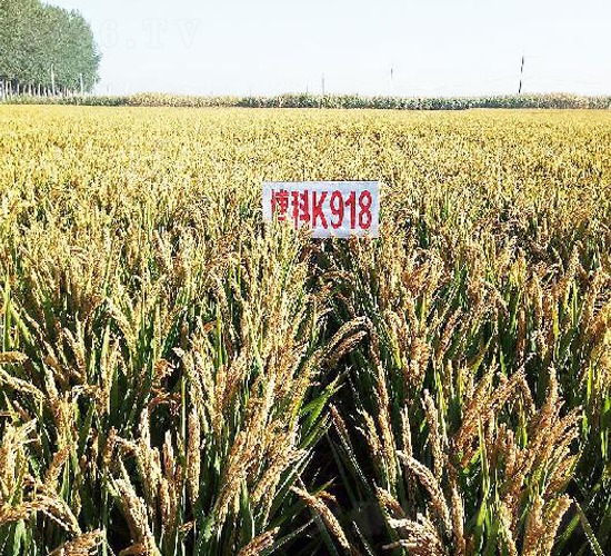 ����K918-ˮ���N��-���ƷN�I(y��)