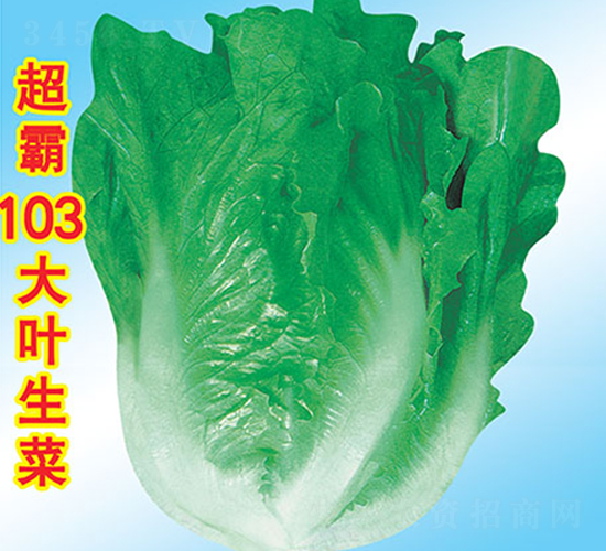 ����103���~����-���˷N��-�f�r(n��ng)�߿�