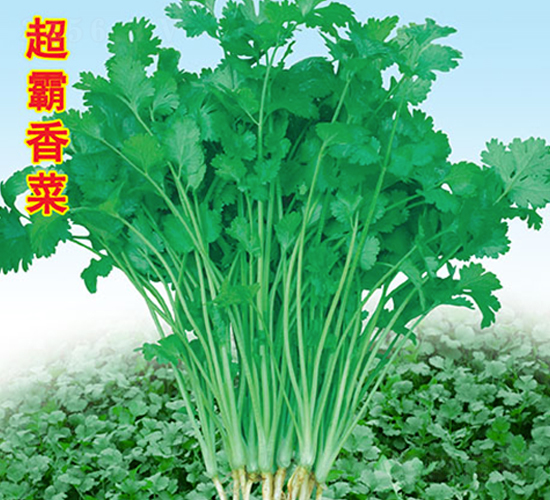 �������-��˷N��-�f�r(n��ng)�߿�