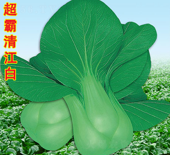 �����彭��-��˷N��-�f(w��n)�r(n��ng)�߿�