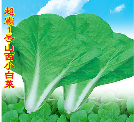 超霸1號(hào)山西小白菜-小白菜種子-萬(wàn)農(nóng)高科