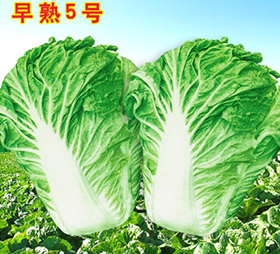 早熟5號(hào)-白菜種子-萬(wàn)農(nóng)高科