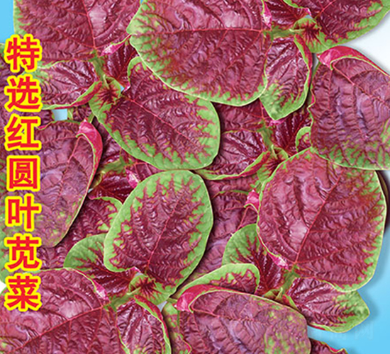 ���x�t�A�~�{��-�{�˷N��-�f(w��n)�r(n��ng)�߿�