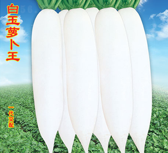 �����}����-�}���N��-�f�r(n��ng)�߿�