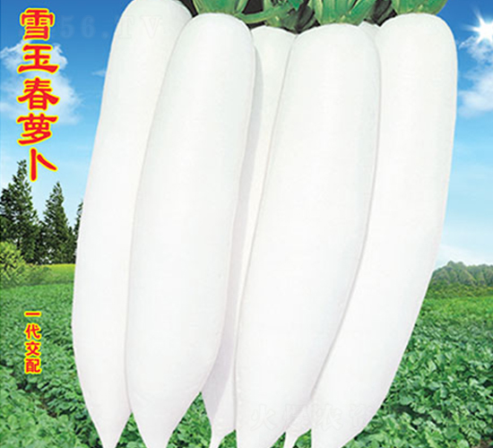 ѩ���}��-�}���N��-�f�r(n��ng)�߿�