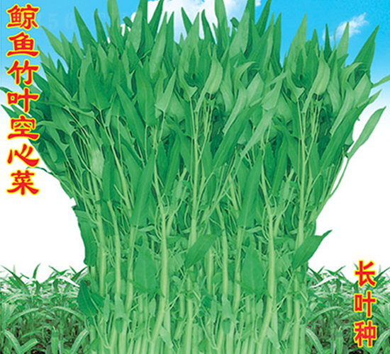 �L�~���~���Ĳ�-���Ĳ˷N��-�f�r�߿�