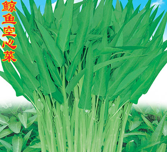 �L�~���Ĳ�-���Ĳ˷N��-�f�r(n��ng)�߿�