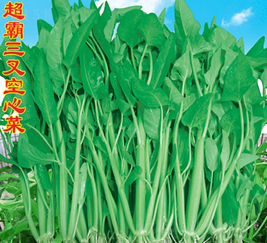 ������Ĳ�-���Ĳ˷N��-�f�r(n��ng)�߿�