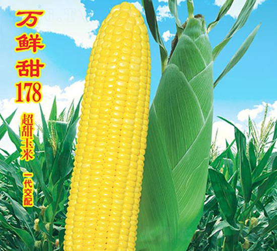 �f�r��178-�����׷N��-�f�r(n��ng)�߿�