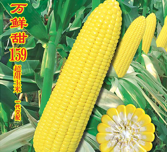 萬(wàn)鮮甜159-甜玉米種子-萬(wàn)農(nóng)高科