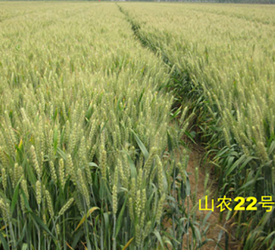 山農(nóng)22號-小麥種子-西域種業(yè)