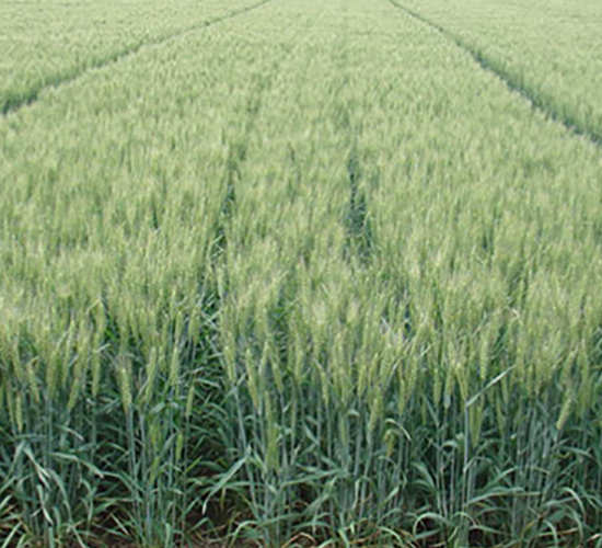 ɽ�r(n��ng)24̖(h��o)-С���N��-����N�I(y��)