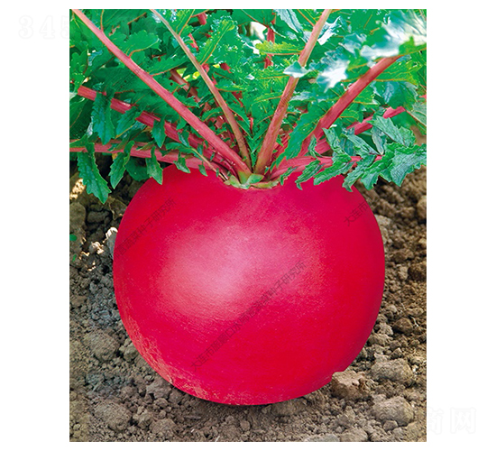 һƷ�t-�}���N��-ˮ���I(y��ng)