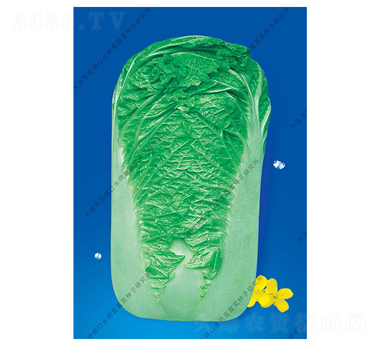 水師營15號-白菜種子-水師營