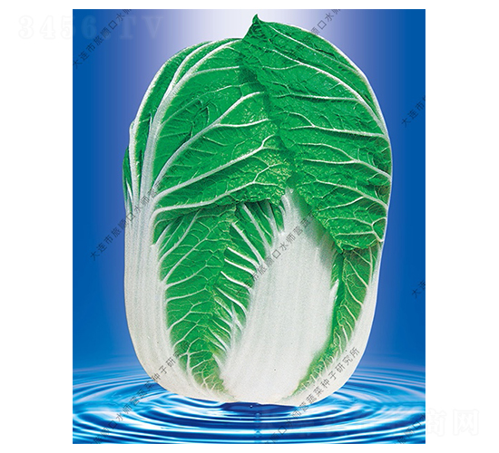 水師營19號-白菜種子-水師營