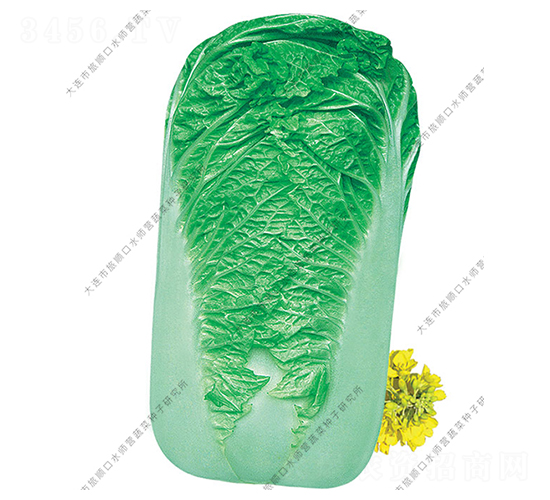 水師營巨無霸-白菜種子-水師營