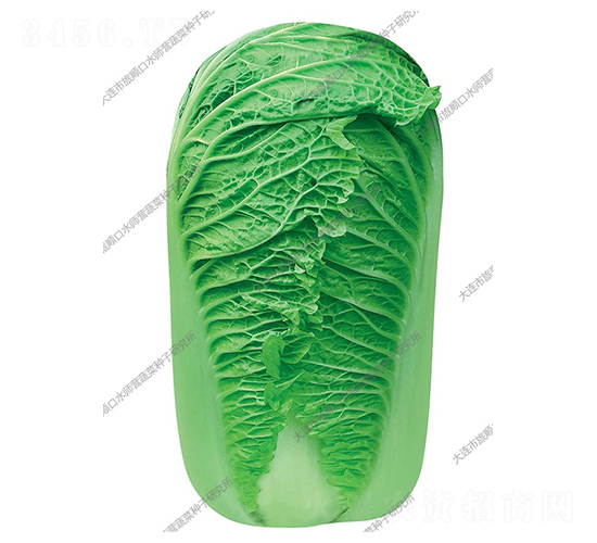 水師營新綠六號-白菜種子-水師營