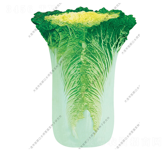 酸菜王-白菜種子-水師營