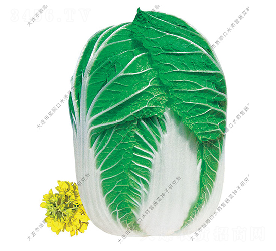 秋滿園-白菜種子-水師營