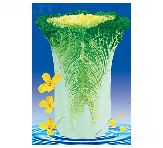 水師營(yíng)11號(hào)-白菜種子-水師營(yíng)