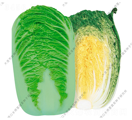 ���-�ײ˷N��-ˮ���I