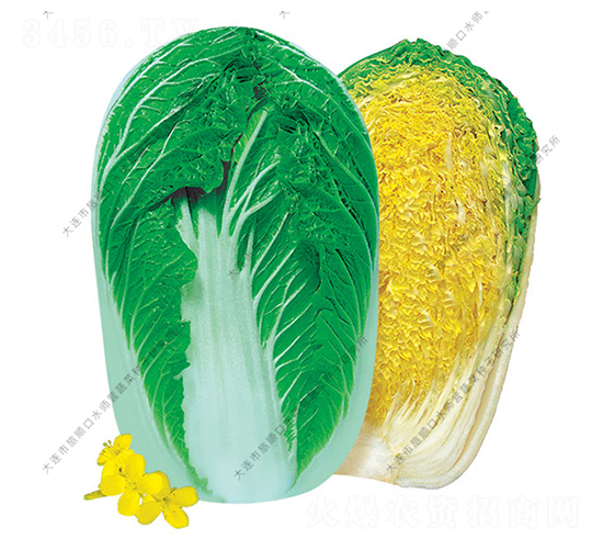 快菜60-白菜種子-水師營