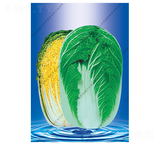 春秋58-白菜種子-水師營(yíng)