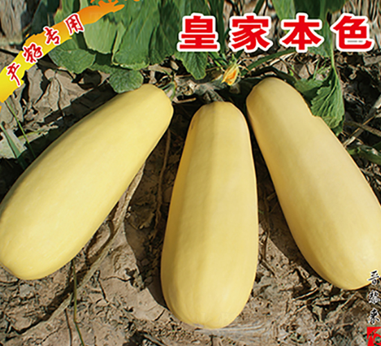 �ʼұ�ɫ-�����J�N��-�x���