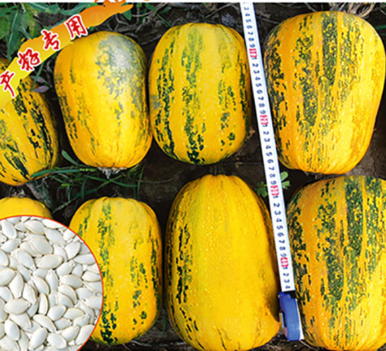 ����һ̖-�����J�N��-�x���