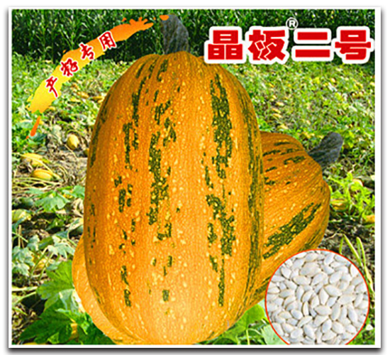 晶板二號(hào)-西葫蘆種子-晉黎來(lái)