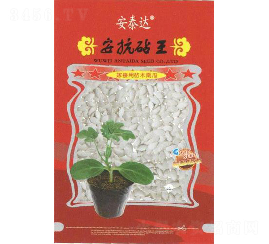 安抗砧王-南瓜種子-安泰達(dá)
