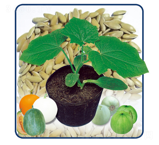 ��������һ̖-�����ľ-��̩�_(d��)